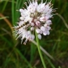 Allium suaveolens -- Wohlriechender Lauch 